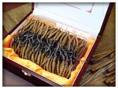 志丹冬虫夏草回收